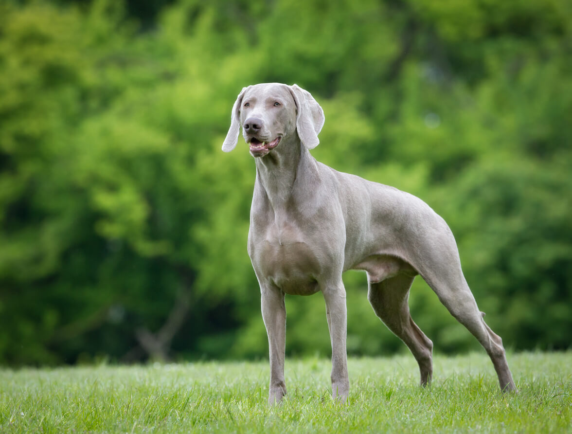 Cani da caccia tedeschi - ExequiaPet
